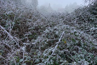 Frosty hedgerow with houses in the distance