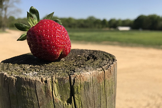 Georgia Weather Making Strawberry Picking Hard This Spring Season