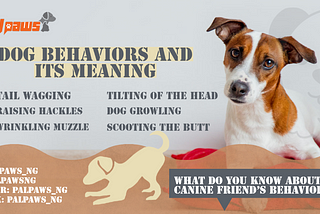 Dog Behaviors and Its Meaning