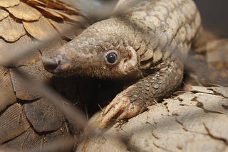 Malaysia: Hefty fines no deterrent for pangolin smugglers