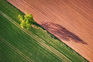 An irrigated field with a single tree contrasted to a dry barren field