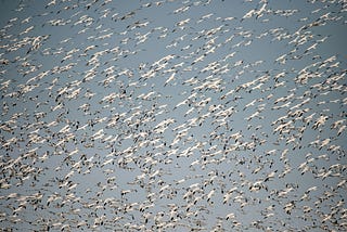 Word Migration