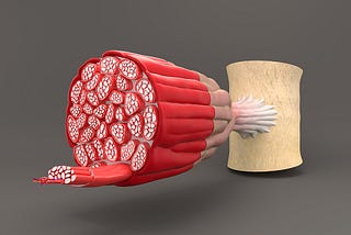 How Skeletal Muscle Mass Impacts Longevity