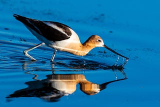 Photo of an American avocet against the intense blue background of the water she’s wading in. Her face is white upfront but transitions from her eyes on back over her head and down her neck into a reddish-orange brown, or light russet. Her body is white with black wings which have a white stripe on them. She’s got long, thin ballerina legs. Her bill is dripping water, and some stringy bits of weeds are hanging there. She’s just harvested a tiny red water creature, perfect for breakfast.