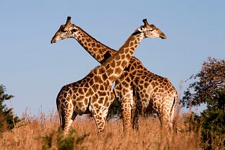 Giraffes are the world’s tallest species but Greed has made their lives brutish and short.