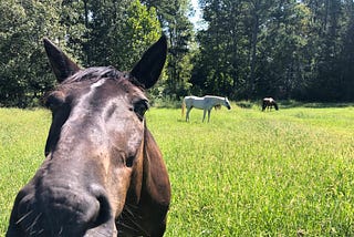 A close-up shot of Bentley’s nose and face. Behind him in a field is Stella and Dane.