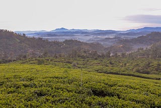 Everything you need to know about an organic tea plantation in Sri Lanka