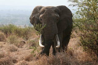 The First Good News Of 2018 Concerns Elephants And Their Tusks