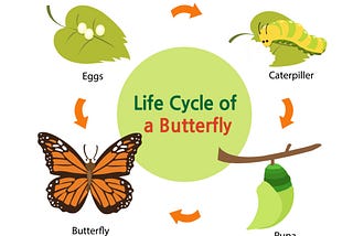 E.g. Lifecycle of butterfly