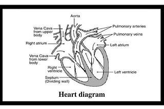 Diagram of a Human heart and its structure and function