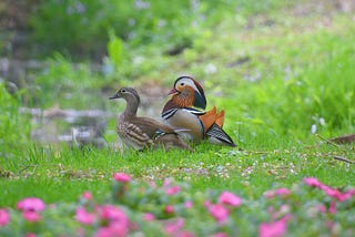 Do Wildlife Mirror Human Frailties When It Comes To Love And Relationships?