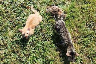 Three semi wet kittens in the grass: an orange one and two grey ones