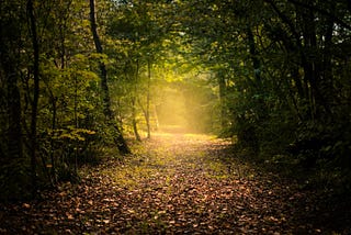 A woodland path covered in leaves with trees overhanging and golden sunshine breaking through ahead.