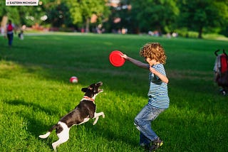 Exploring Pet Containment Solutions: From Pet Stop Dog Fence to Underground Pet Fence Repair