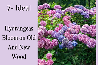 Pruning hydrangeas is an important task to help maintain their health, shape, and flowering…