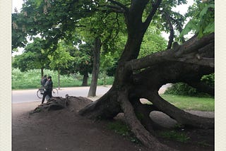 The tree in the park