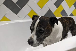 A dog standing in a bath looking sad