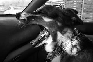 black and white photograph of a dog barking orders from the passenger seat of a car.