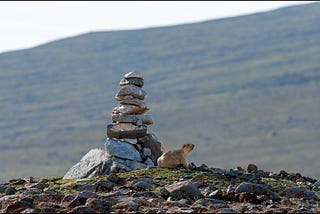 Marmots and their dreamy domain…