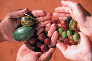 Bush Foods in Australia