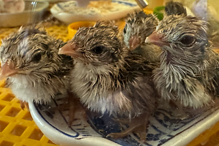 Life Lessons From a Baby Quail