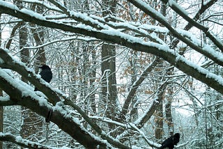 A pair of crows wait for food  on snow-covered branches. Some of them k=like cat kibble; some like peanuts.