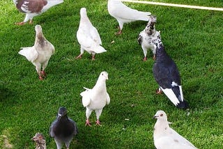 My brother Toseer is keeping pigeons at home