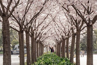 A long row of pink cherry blossoms on campus.