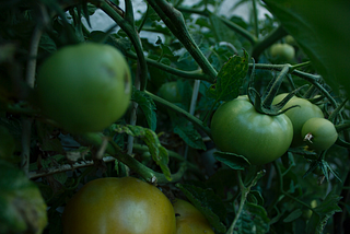 The Psychology of Eating Imperfect Produce