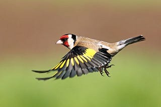 The Goldfinches On The Flyway