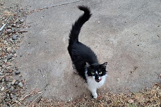 It’s A Cat-astrophe