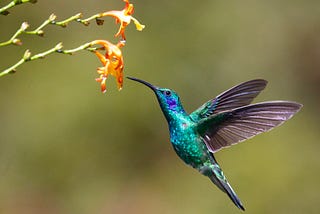 hummingbird flaps its wings and flies in the air by a flower