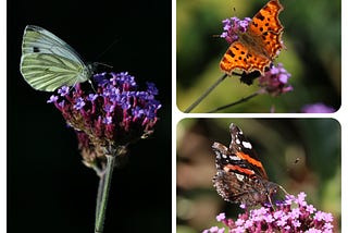 My Little Garden 21st September 2024