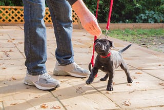 Walking Your Pet: What Gear Should You Choose for Walks?