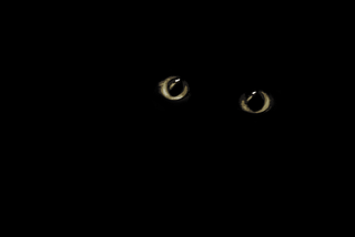 Cat eyes staring out from an black background.