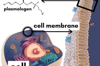 Plasmalogens: An overlooked factor in Dementia and Alzheimer’s disease.