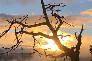 Navigating the swamp of professional identity — insights from a female practitioner