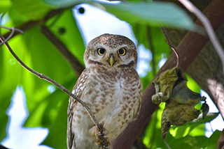 One of my favorites Bird- Spotted Owlet