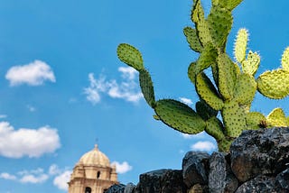 Peru’s Cactus Needs Protection From Poachers