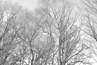 a lot of tree branches in black and white