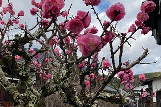 Sakura And The Other Blooms Of Japan