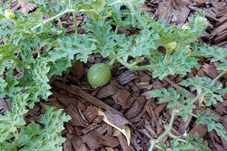 Garden surprises that turn into grand out-of-this-world fruit