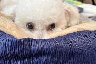 Bean in her new blue and tan puppy bed peering over the edge