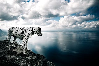 Kajsa the Dalmatian high above the Alcudia Bay, overlooking the ocean.