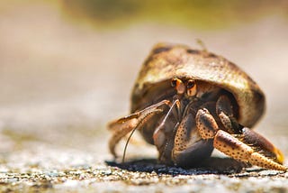 Coconut Crabs in The Closet