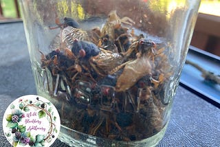 Mason jar 1/3 full of live cicadas.