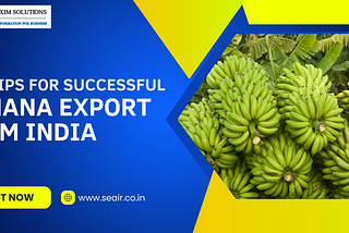 Top Tips for Successful Banana Export from India