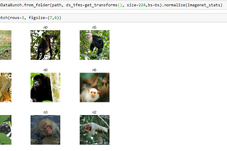 Monkey Species Classification using Convolutional Neural Networks and Fastai library