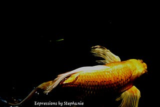 Gold Koi Against the Darkness