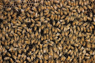 Rent-a-bee project in India helps farms flourish